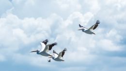 Mind Your Thoughts and Be Free