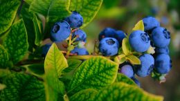 Online Study Group Meeting for Monday (5/29/2023)