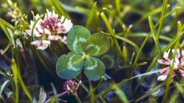 Student Q&A with Guy on "Go Beyond Painful Limitation to Realize Fearless Being" (6/30/21)