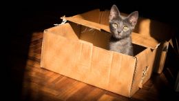 Student Q&A with Guy on "Go Beyond Painful Limitation to Realize Fearless Being" (6/30/21)