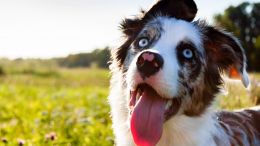 Student Q&A with Guy on "Go Beyond Painful Limitation to Realize Fearless Being" (6/30/21)