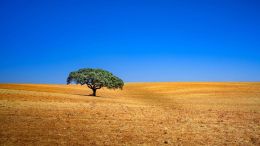 Student Q&A with Guy on "Go Beyond Painful Limitation to Realize Fearless Being" (6/30/21)