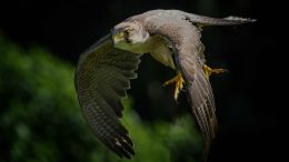 Online Study Group Meeting for Monday (4/8/2024)