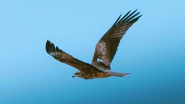 Online Study Group Meeting for Monday (11/27/2023)