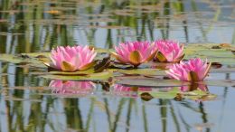 Student Q&A with Guy on "Insights into Awakening the 'All-Seeing I'" (6/19/24)