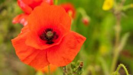 Student Q&A with Guy on "Go Beyond Painful Limitation to Realize Fearless Being" (6/30/21)