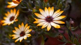 Student Talks on "How to Silence Those Painful Voices In Your Head!" (5/7/21)