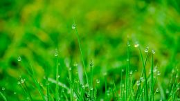 The Fulfillment of the Law is Freedom