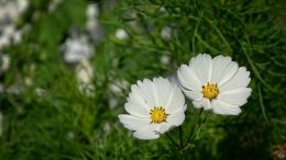 The Twin Powers of Self-Transformation