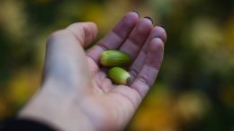 Bring the 'Seed of Pain' Into the Present Moment