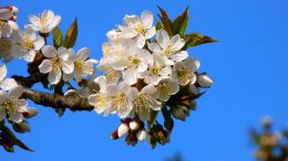 Enter the Timeless Life in the Branch of Being