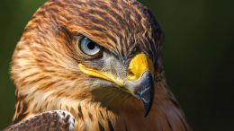 Student Q&A with Guy on "Go Beyond Painful Limitation to Realize Fearless Being" (6/30/21)