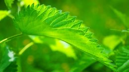 Online Study Group Meeting for Monday (7/17/2023)