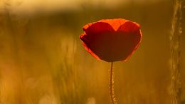 Move from the Mental How into the Spiritual Now