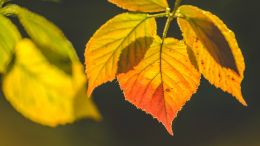 Lingering Pain and Trauma