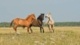 Online Study Group Meeting for Monday (1/22/2024)