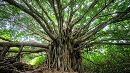 The Secret of Being at Peace with Any Perceived Imperfection in Yourself