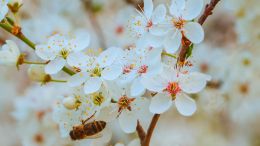 Student Q&A with Guy on "Go Beyond Painful Limitation to Realize Fearless Being" (6/30/21)