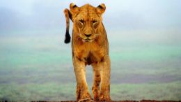 A World in Which There Is No Limit to the Possibilities