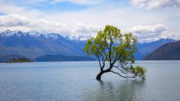 New Insights into the Strange Logic of Self-Created Misery