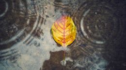 How Do I Live with No Mind in the Present Moment?