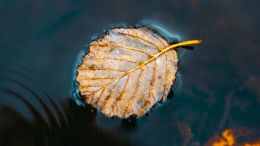 Online Study Group Meeting for Monday (4/10/2023)