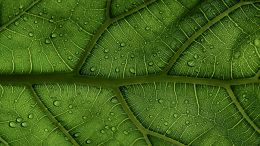 Student Q&A with Guy on "Go Beyond Painful Limitation to Realize Fearless Being" (6/30/21)