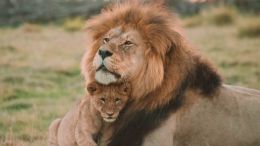 Student Q&A with Guy on "Go Beyond Painful Limitation to Realize Fearless Being" (6/30/21)