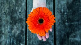 Student Q&A with Guy on "Go Beyond Painful Limitation to Realize Fearless Being" (6/30/21)