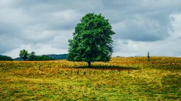 What Does "Made in the Image of God" Mean?