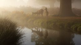 Life of Learning Singers - E'en Like the Hunted Hind (8/6/2017)