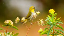 Student Q&A with Guy on "Go Beyond Painful Limitation to Realize Fearless Being" (6/30/21)