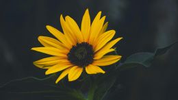 Online Study Group Meeting for Monday (9/19/2022)