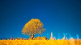 Student Q&A with Guy on "Go Beyond Painful Limitation to Realize Fearless Being" (6/30/21)