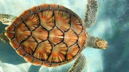 Enter the Divine Order of Life and Free Yourself from Useless Stress and Sorrow