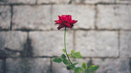 Online Study Group Meeting for Monday (7/1/2019)