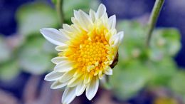 Online Study Group Meeting for Monday (4/6/2020)