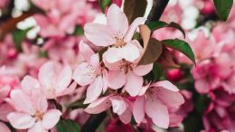 Online Study Group Meeting for Monday (5/18/2020)