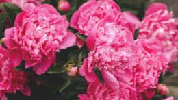 Online Study Group Meeting for Monday (6/1/2020)