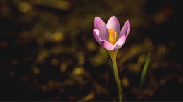 Online Study Group Meeting for Tuesday (4/7/2020)