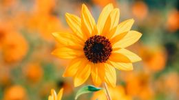 Online Study Group Meeting for Tuesday (5/12/2020)