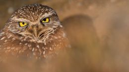 Open Your Eyes and See Beyond the Fearful Self