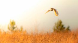 Online Study Group Meeting for Monday (12/18/2023)