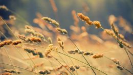 Discover the True Purpose of Your Life and Find Perfect Peace