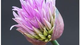 No Dream Can Deliver Us From a Nightmare