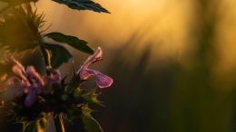 Practicing the Presence of Peacefulness