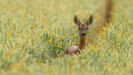 Go Beyond Painful Limitation to Realize Fearless Being