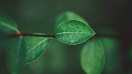 Student Q&A with Guy on "The Wisdom You Need to Surrender Useless Suffering" (2/17/21)