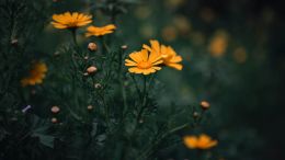 Student Q&A with Guy on "Go Beyond Painful Limitation to Realize Fearless Being" (6/30/21)