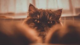 Lingering Pain and Trauma